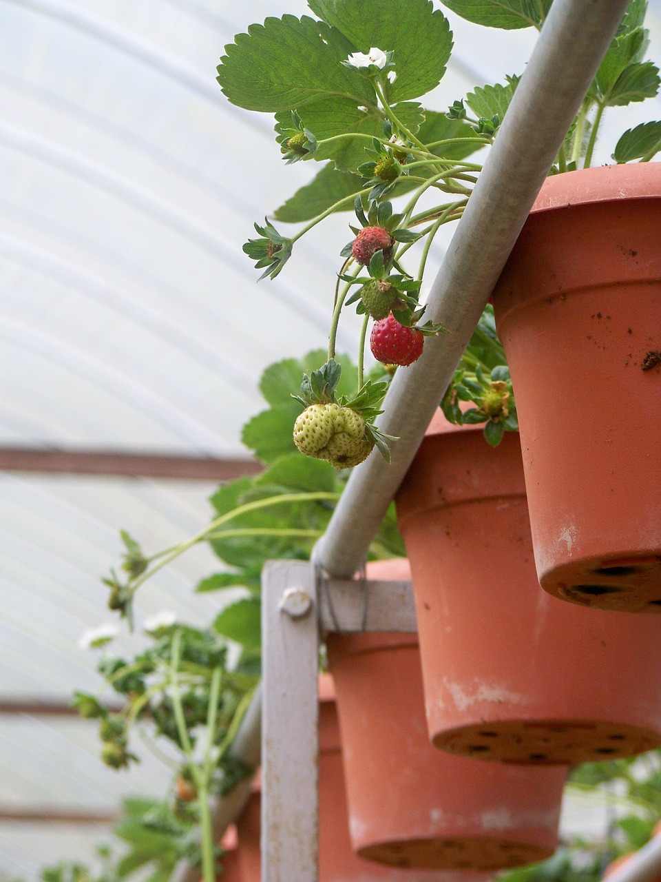 strawberries farm leaf free photo