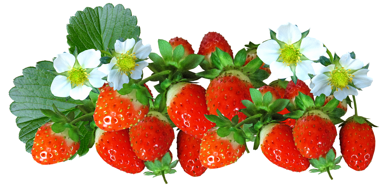 strawberries  fruit  food free photo