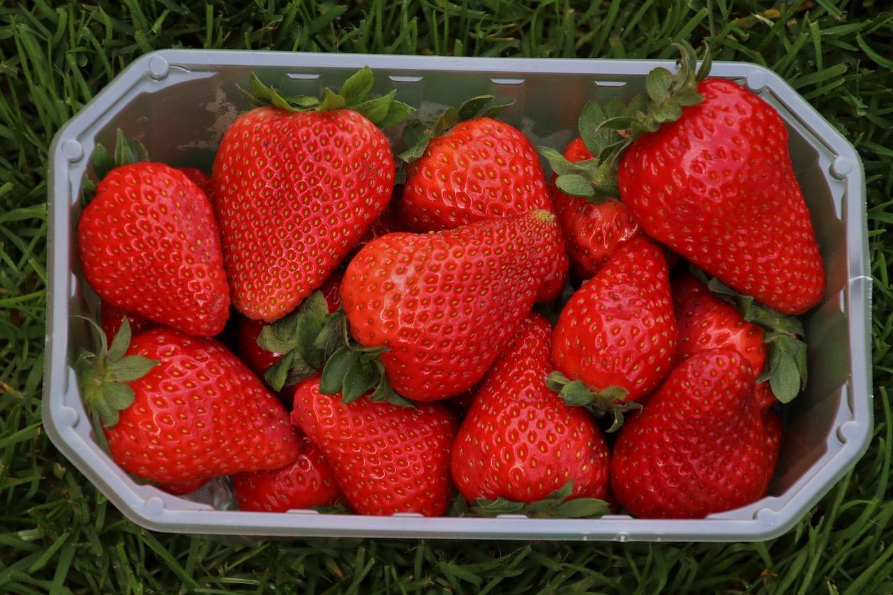 strawberries  red  basket free photo