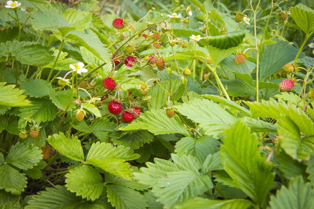 strawberries  fruit  strawberry free photo