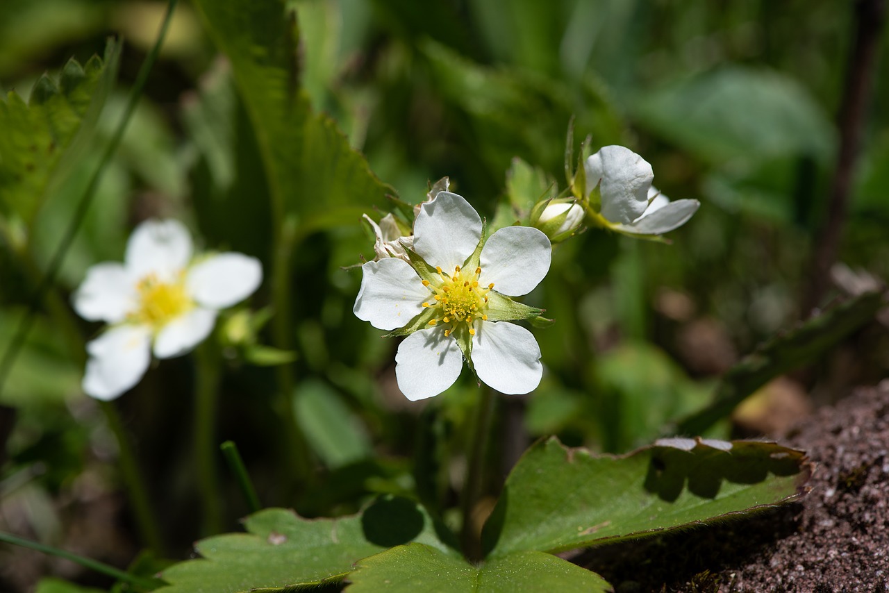 strawberries  plant  strawberry plant free photo