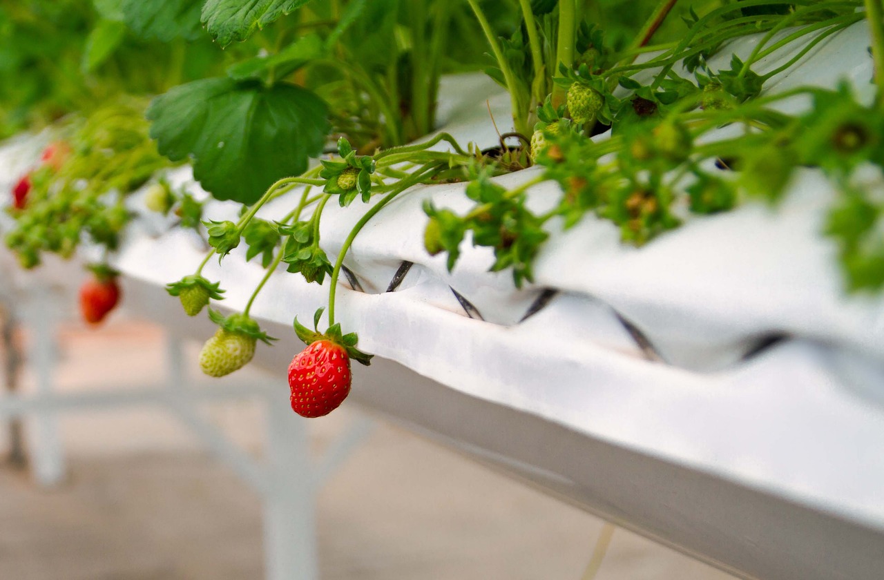 strawberries  greenhouses  agriculture free photo