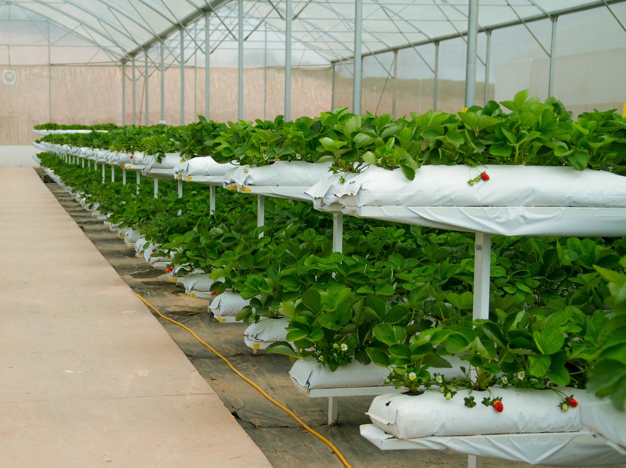 strawberries  greenhouses  agriculture free photo