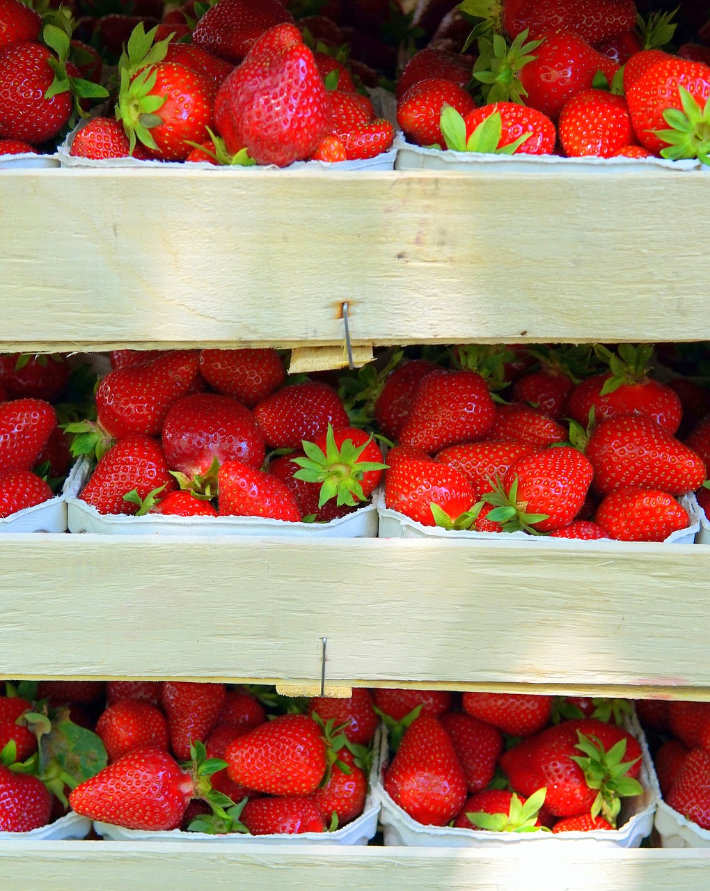 strawberries  box  transport crates free photo