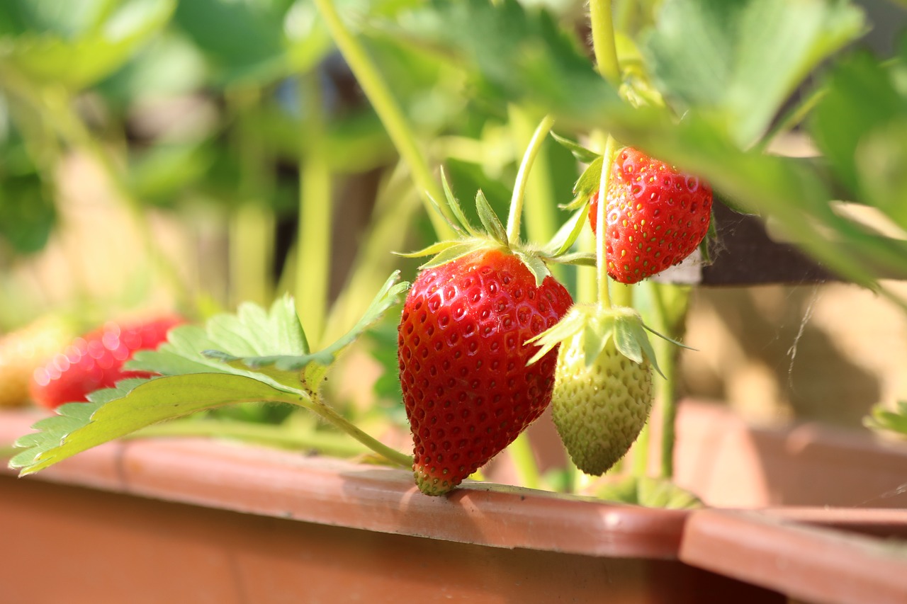 strawberries  fruit  sweet free photo