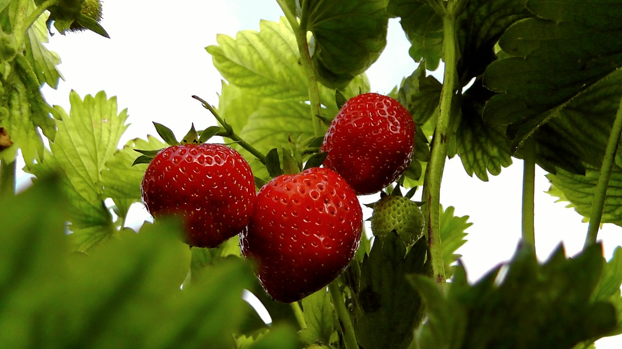 strawberries berries fruit free photo