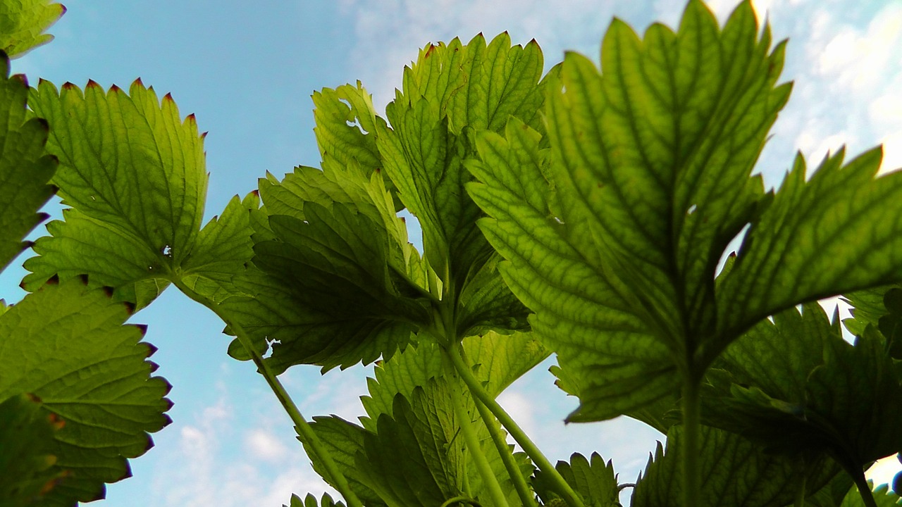 strawberries strawberry shrub green free photo