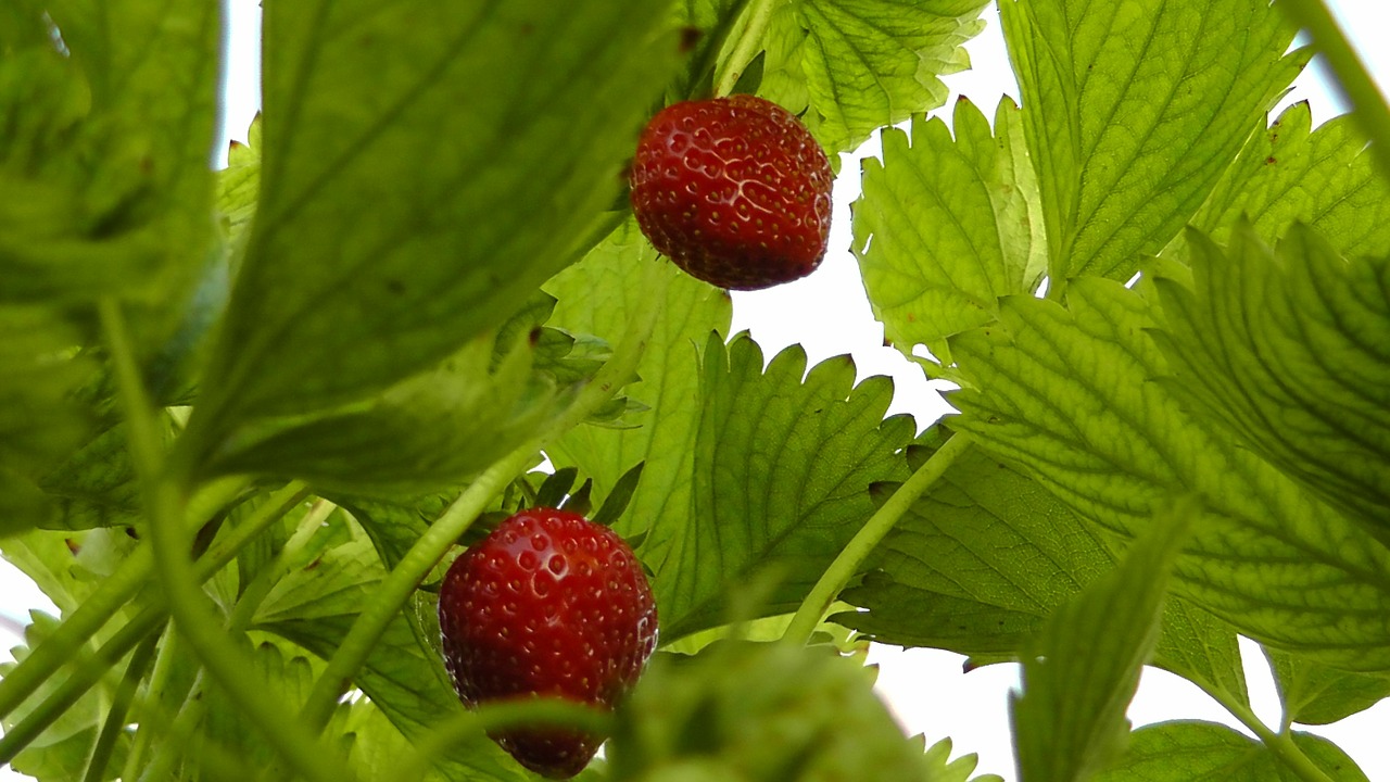 strawberries berries fruit free photo