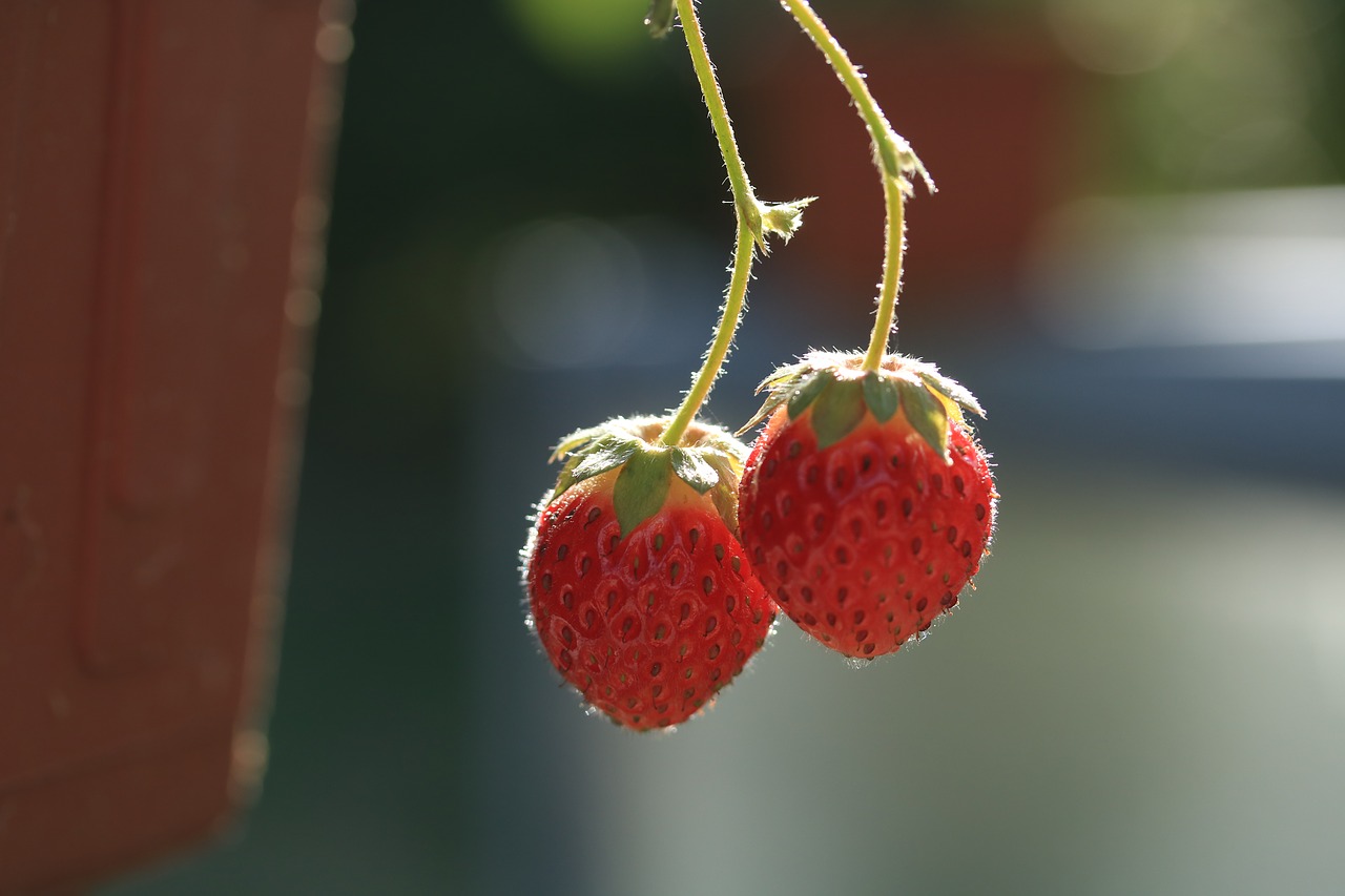 strawberries  fruit  healthy free photo