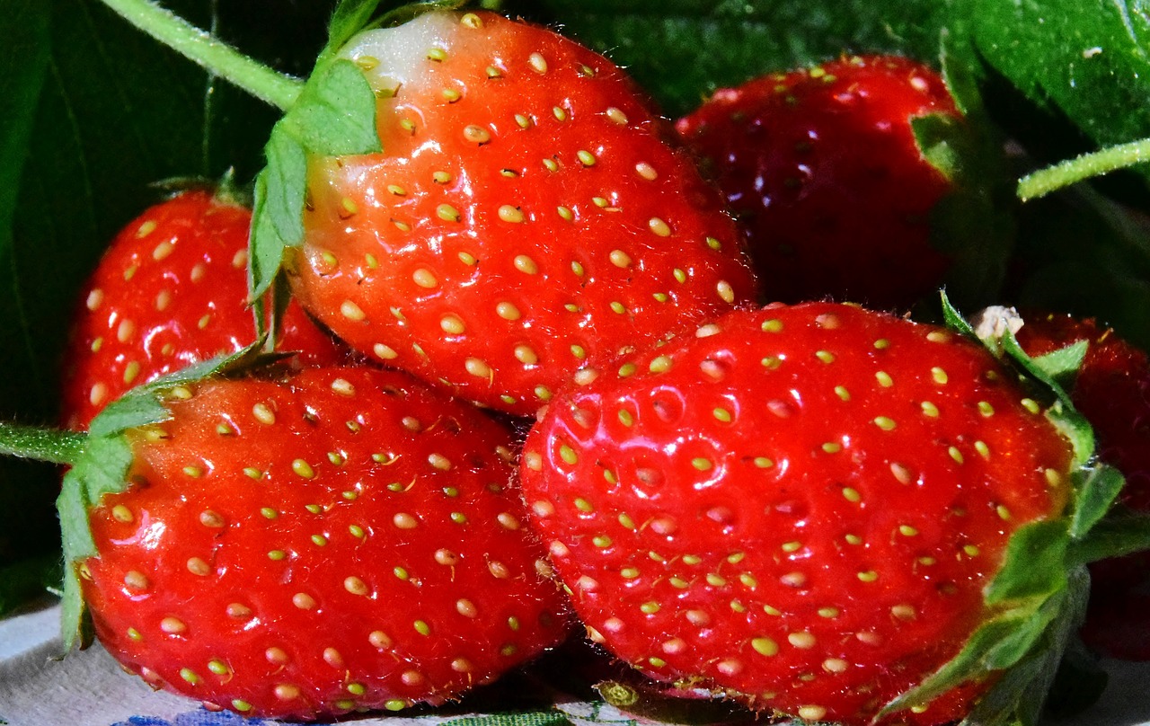 strawberries  fruits  red free photo