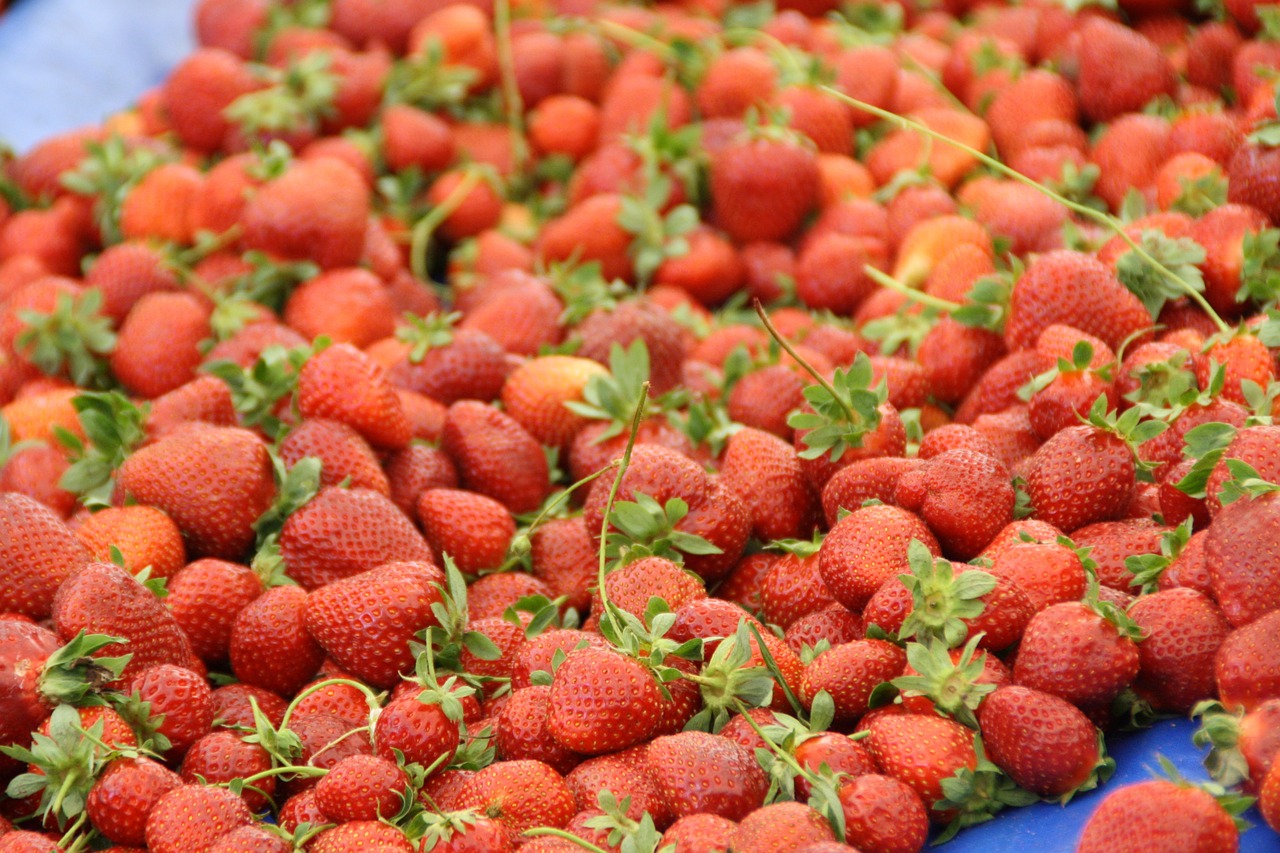 strawberries red berries free photo