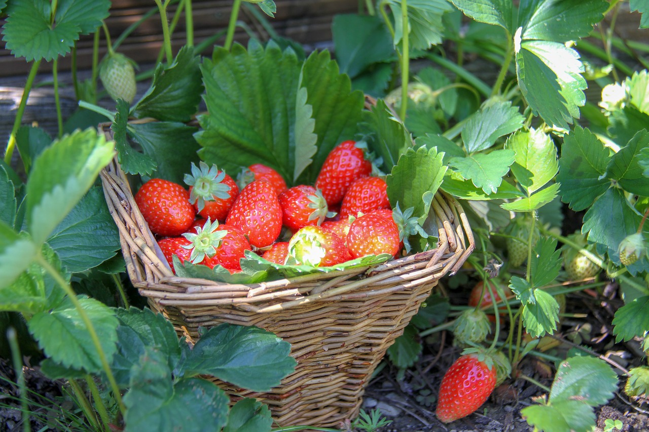 strawberries  garden  fruit free photo