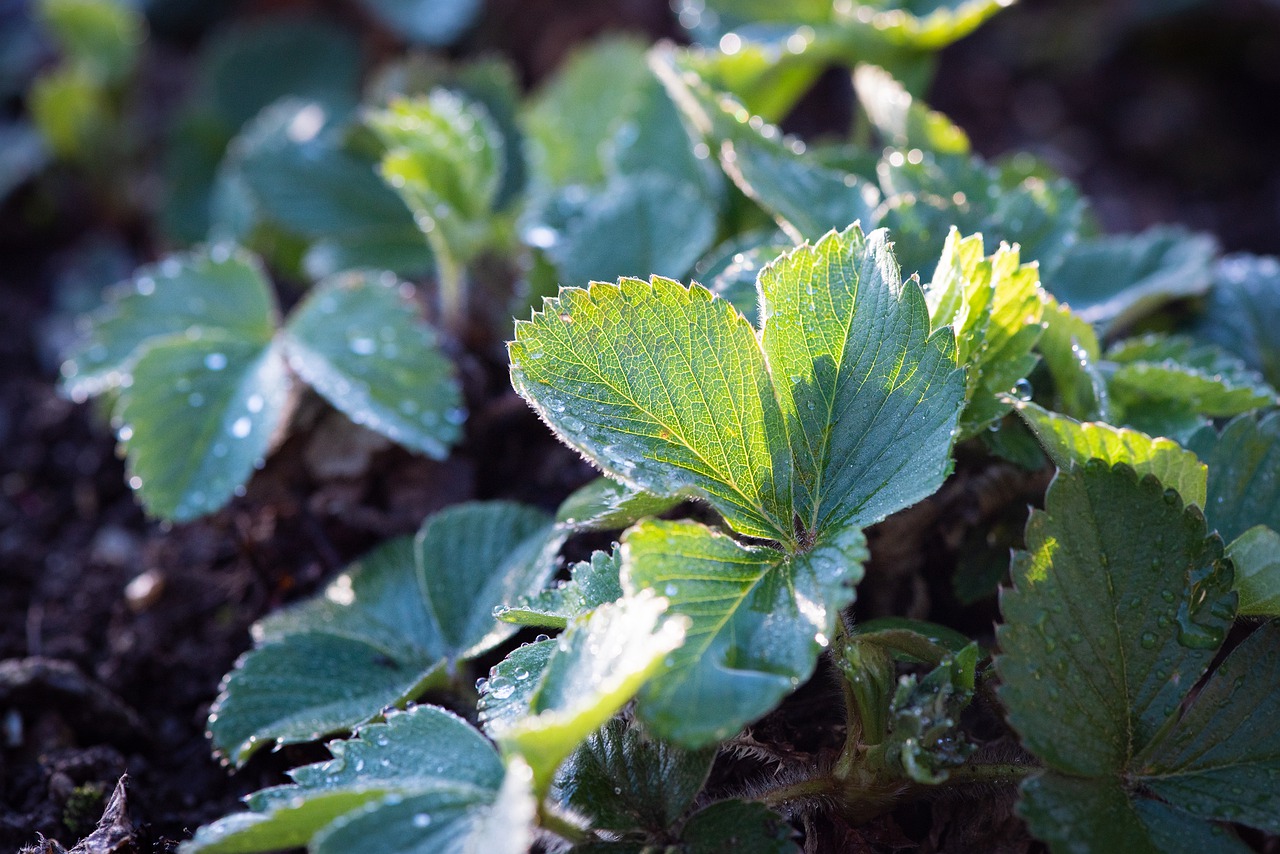 strawberries  leaves  green free photo