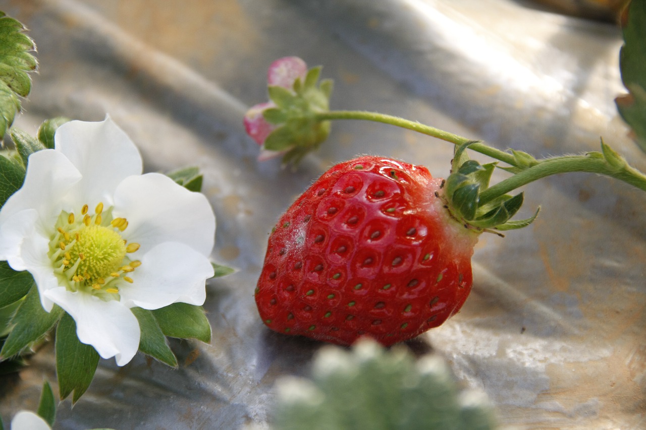 strawberries  flowers  cold free photo