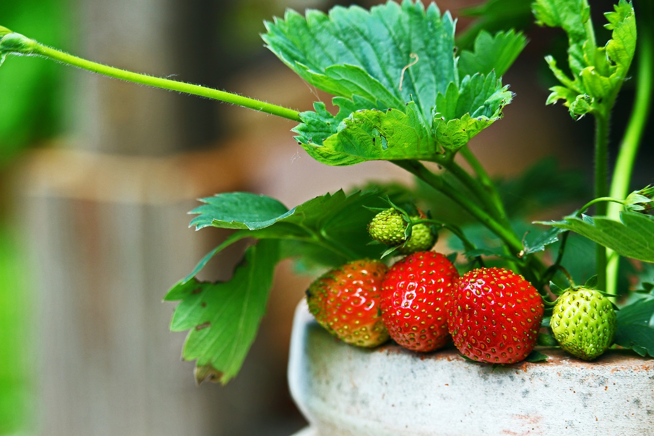 strawberries  garden  fruit free photo