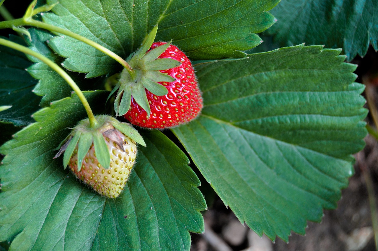 strawberries  ripe  unripe free photo