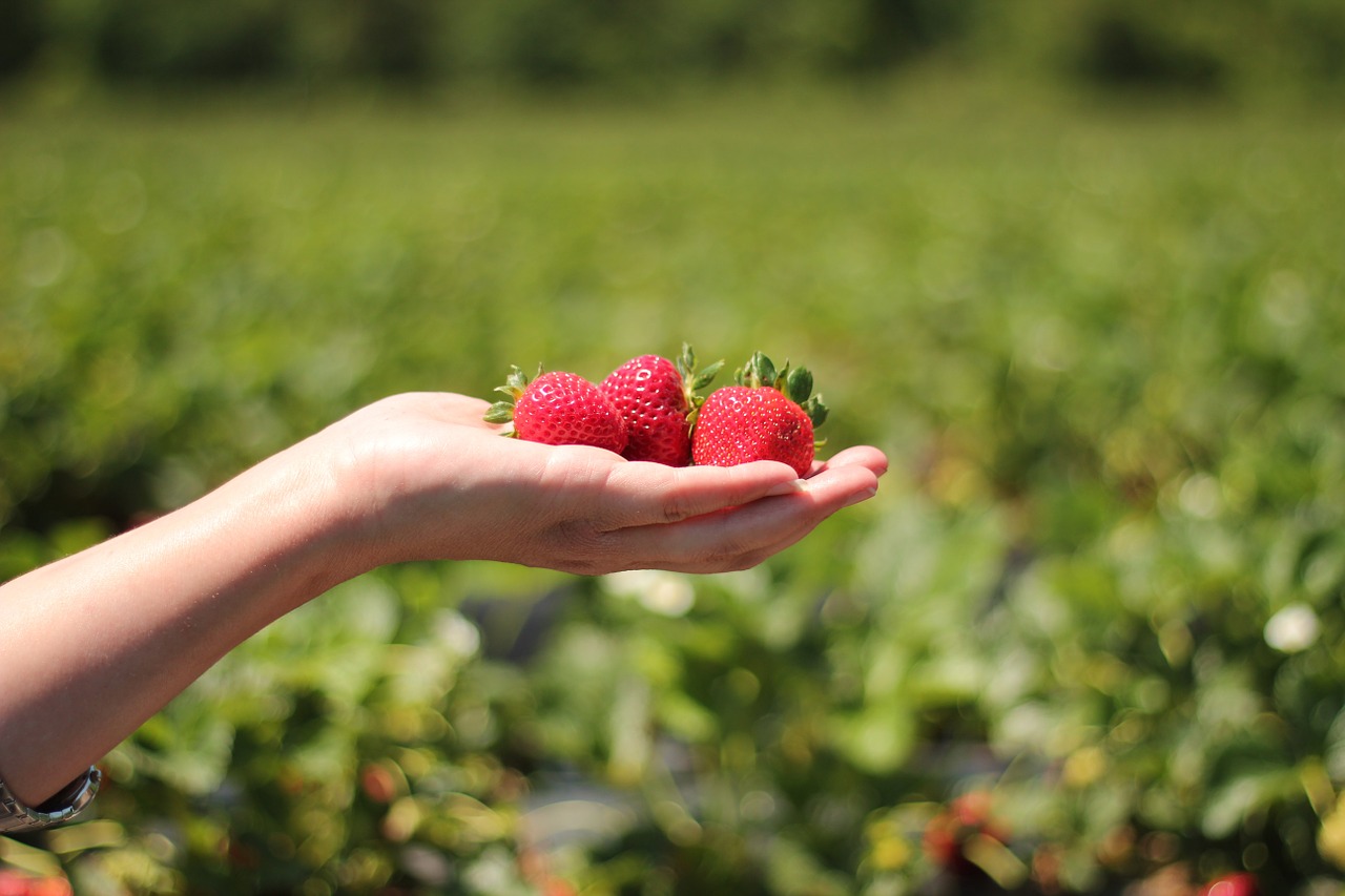 strawberries hand field free photo