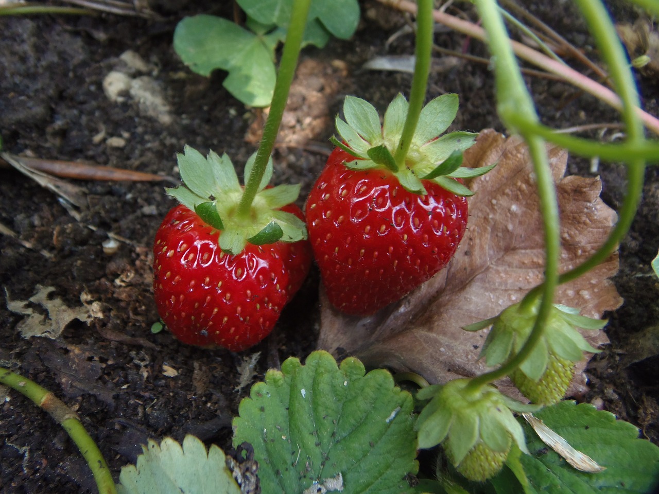 strawberries red fruit free photo