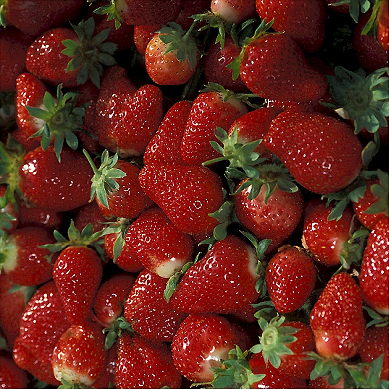 strawberries ripe fruit free photo