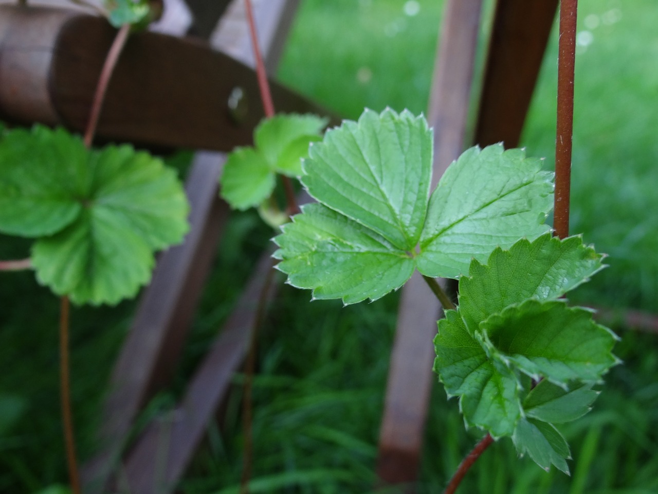 strawberries strawberry plant branch free photo