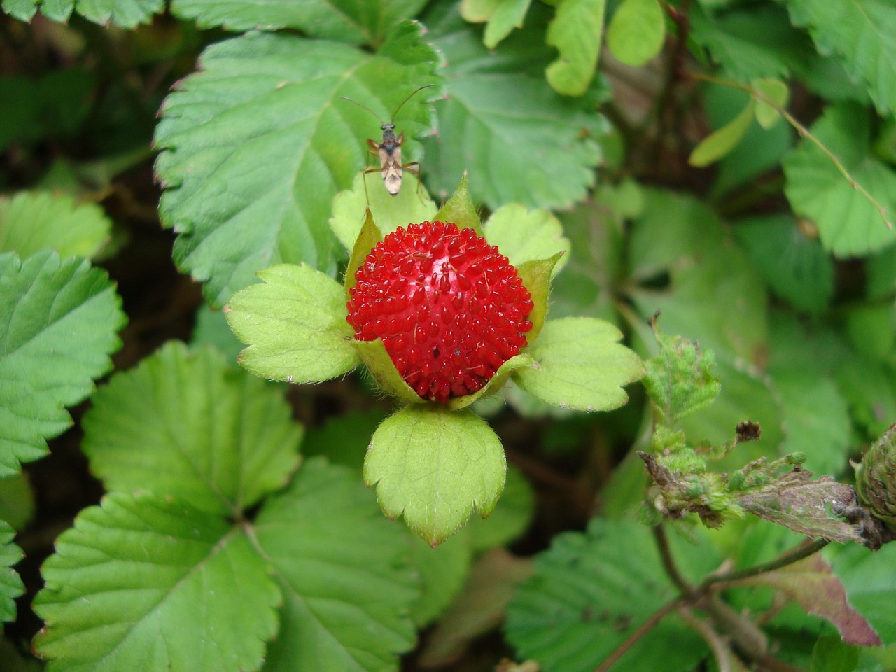 strawberries fruit red free photo