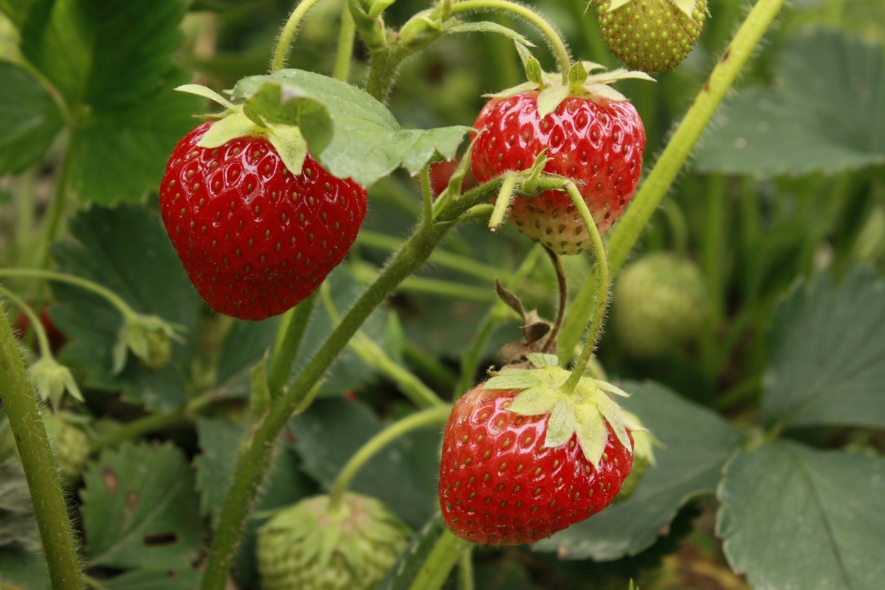 strawberries fruit mature free photo