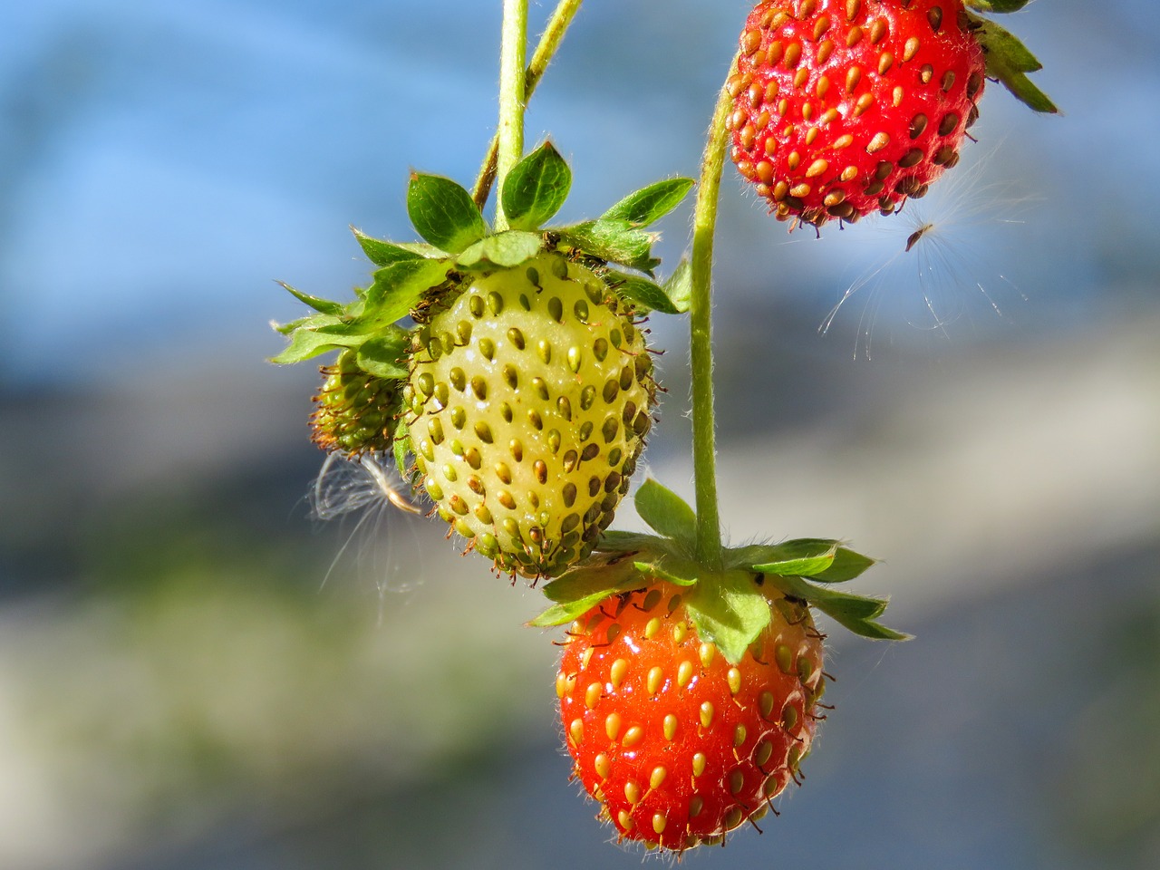 strawberries ripe unripe free photo