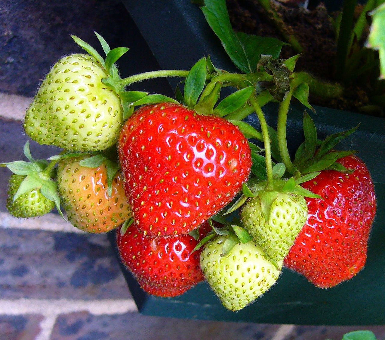 strawberries strawberry strawberry fruit free photo