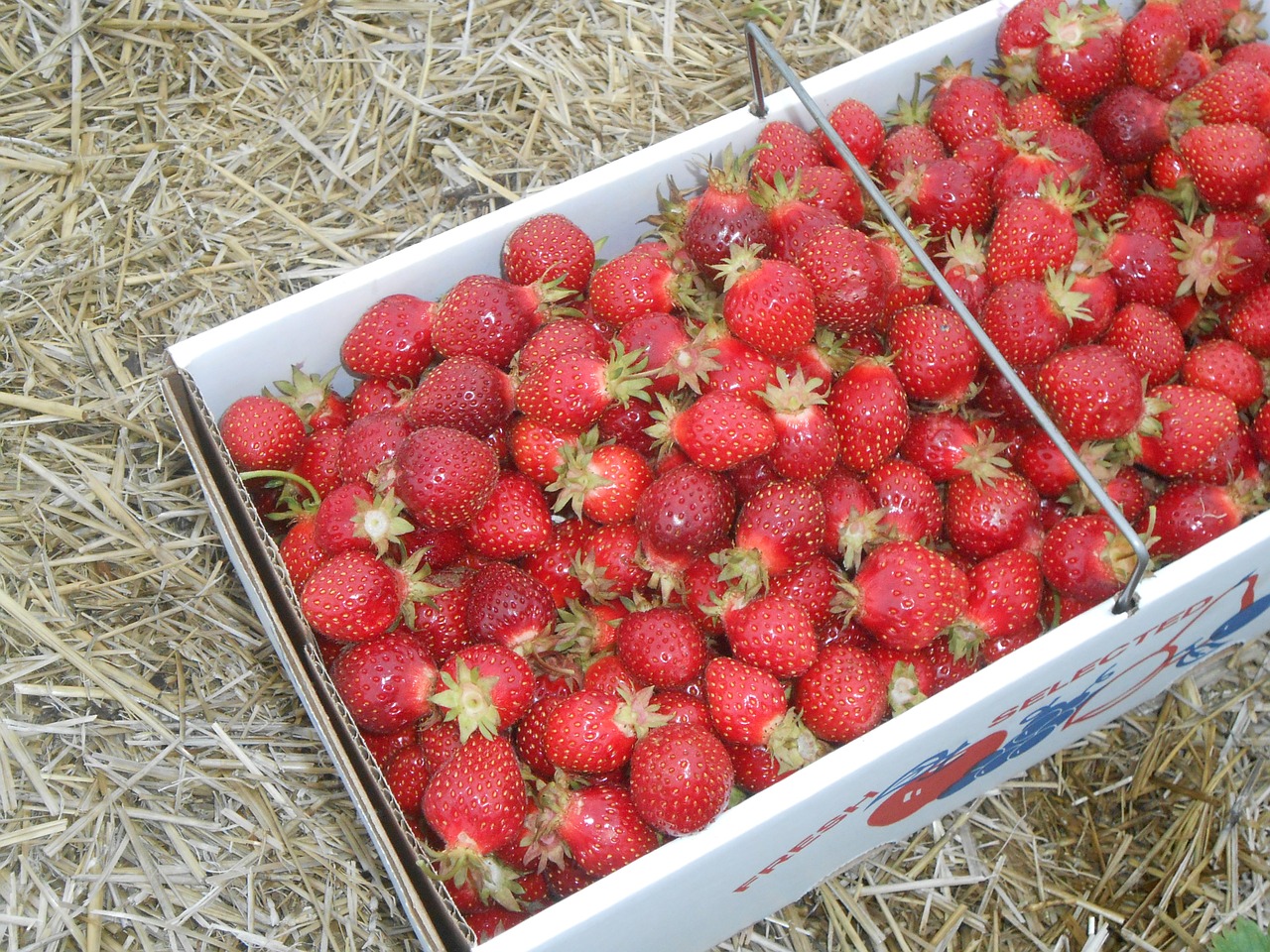 strawberries fresh fruit free photo