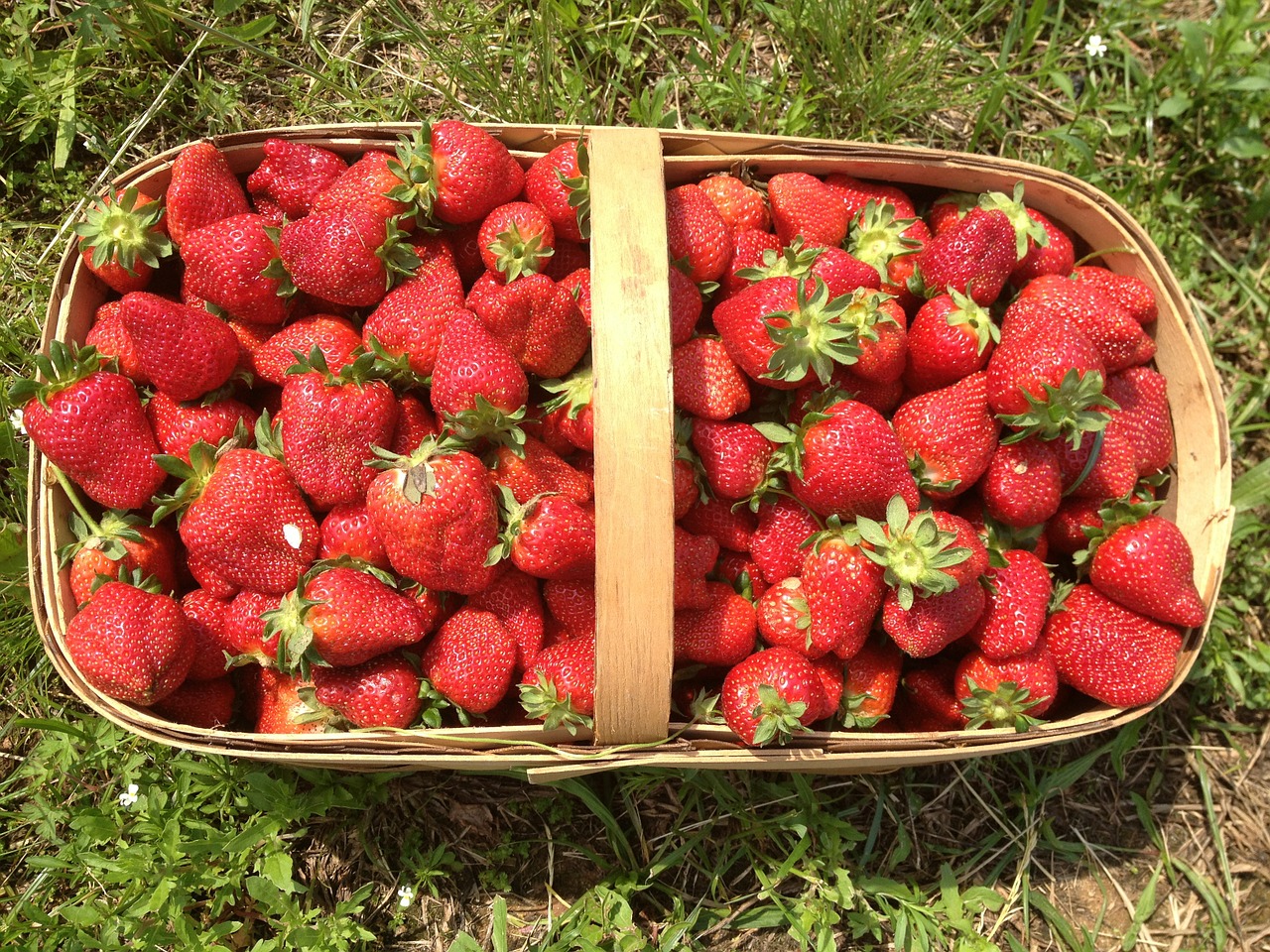 strawberries basket summer free photo