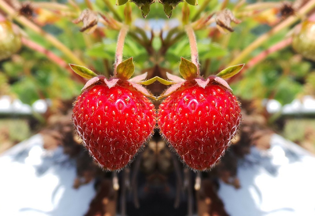 strawberries red delicious free photo