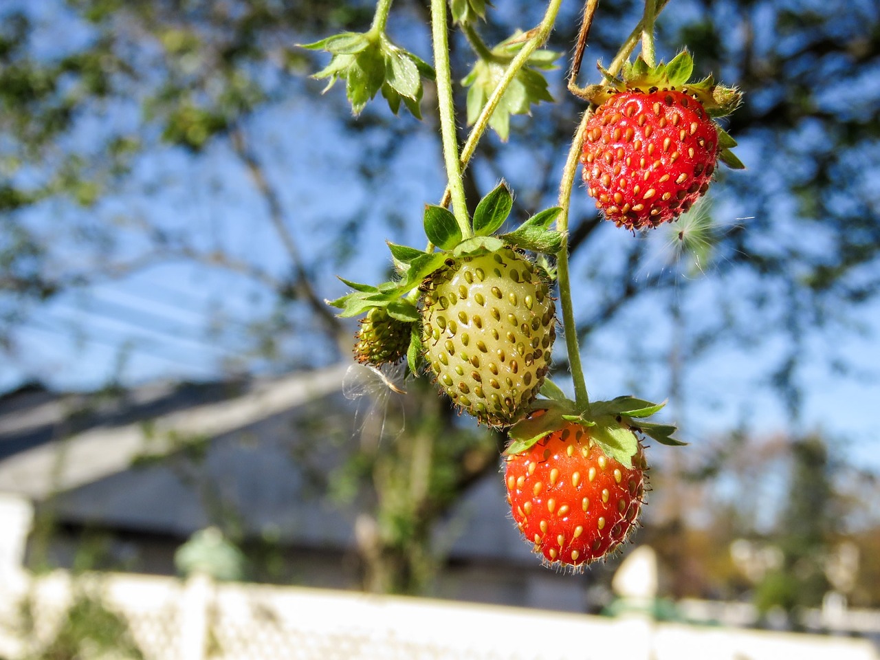 strawberries strawberry fruits free photo