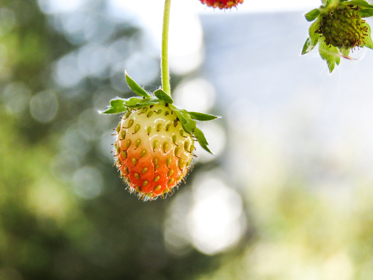 strawberries plants fruit free photo