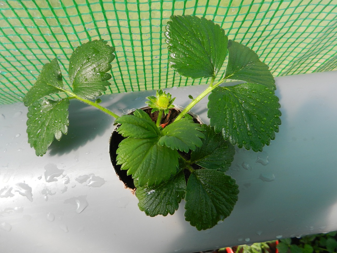 strawberries plant spring free photo