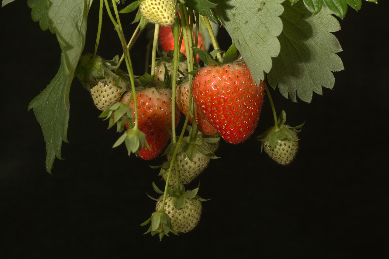 strawberries bush fruits on the tree free photo