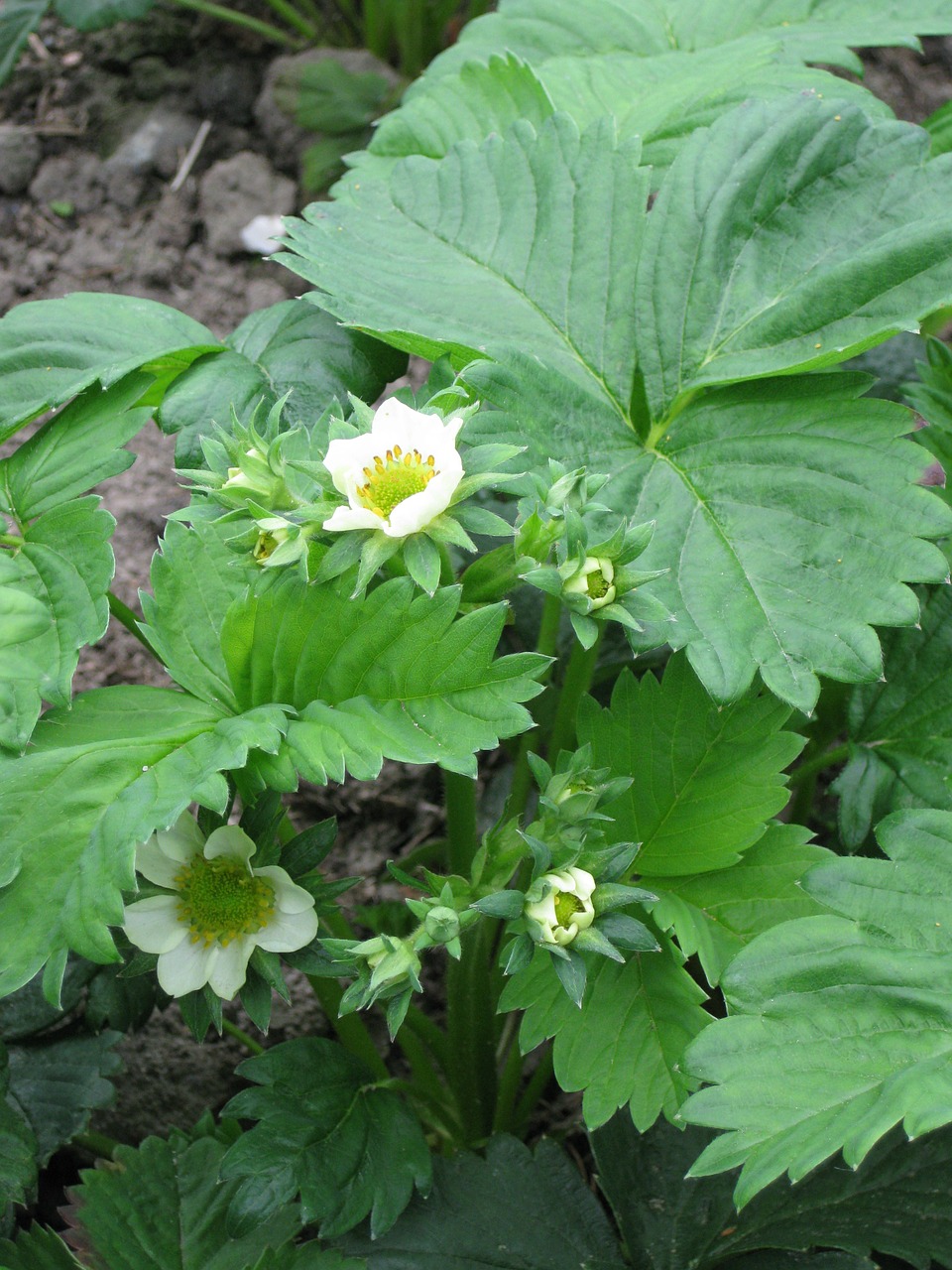 strawberries strawberry plant fruit free photo