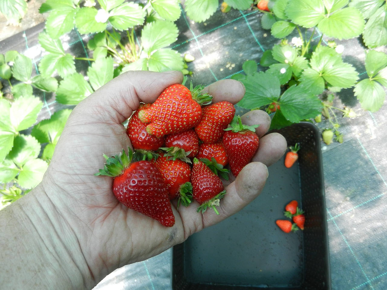 strawberries fruit food free photo