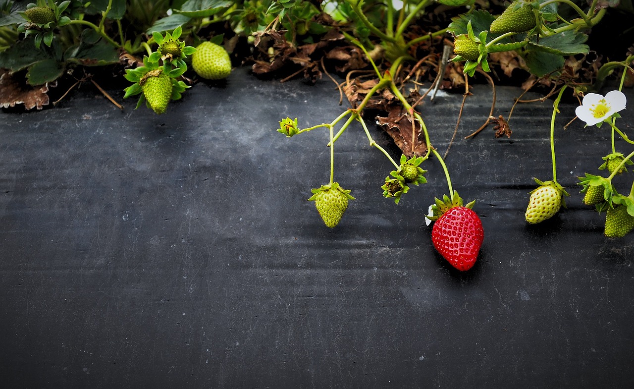 strawberries fruit growth free photo