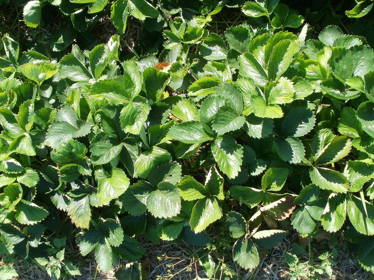 strawberries plants food free photo