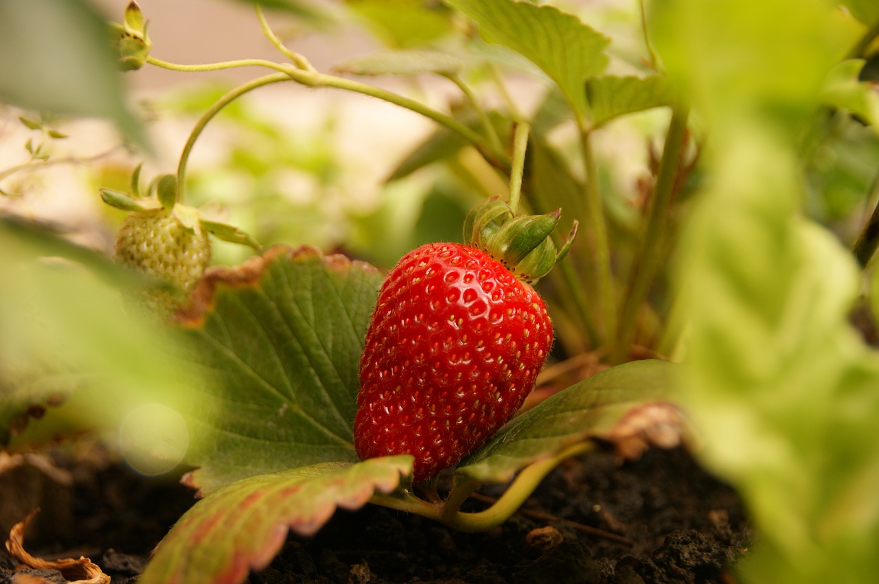 strawberries fruit sweet free photo