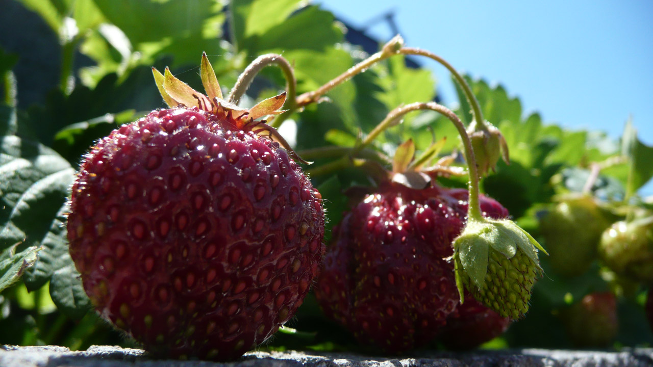 strawberries strawberry ripe free photo