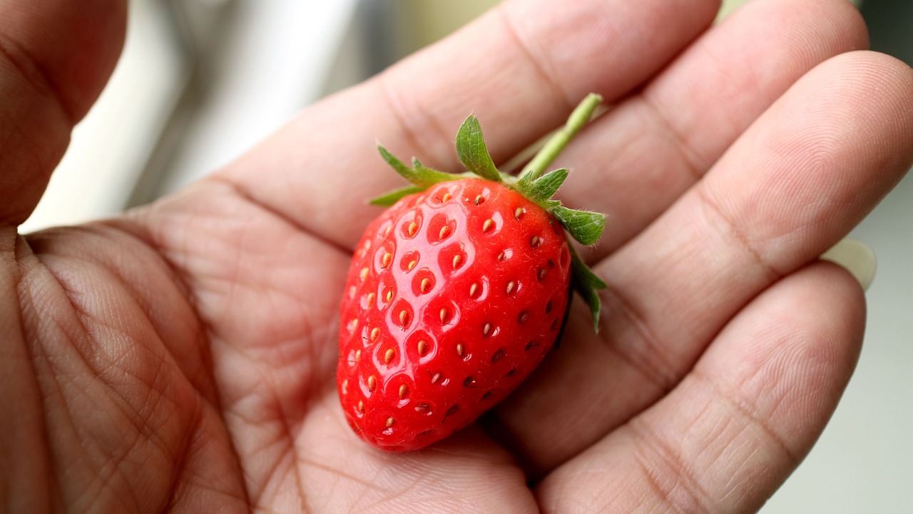 strawberry hand avignon free photo