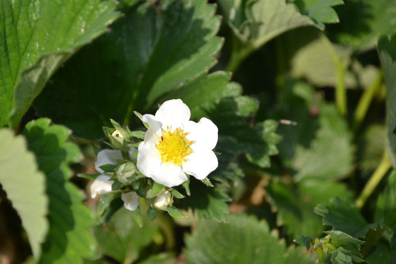 strawberry flower green free photo