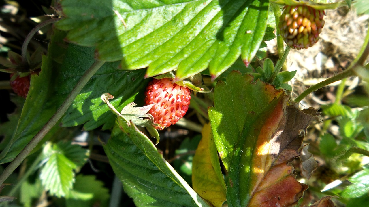 strawberry red berries free photo