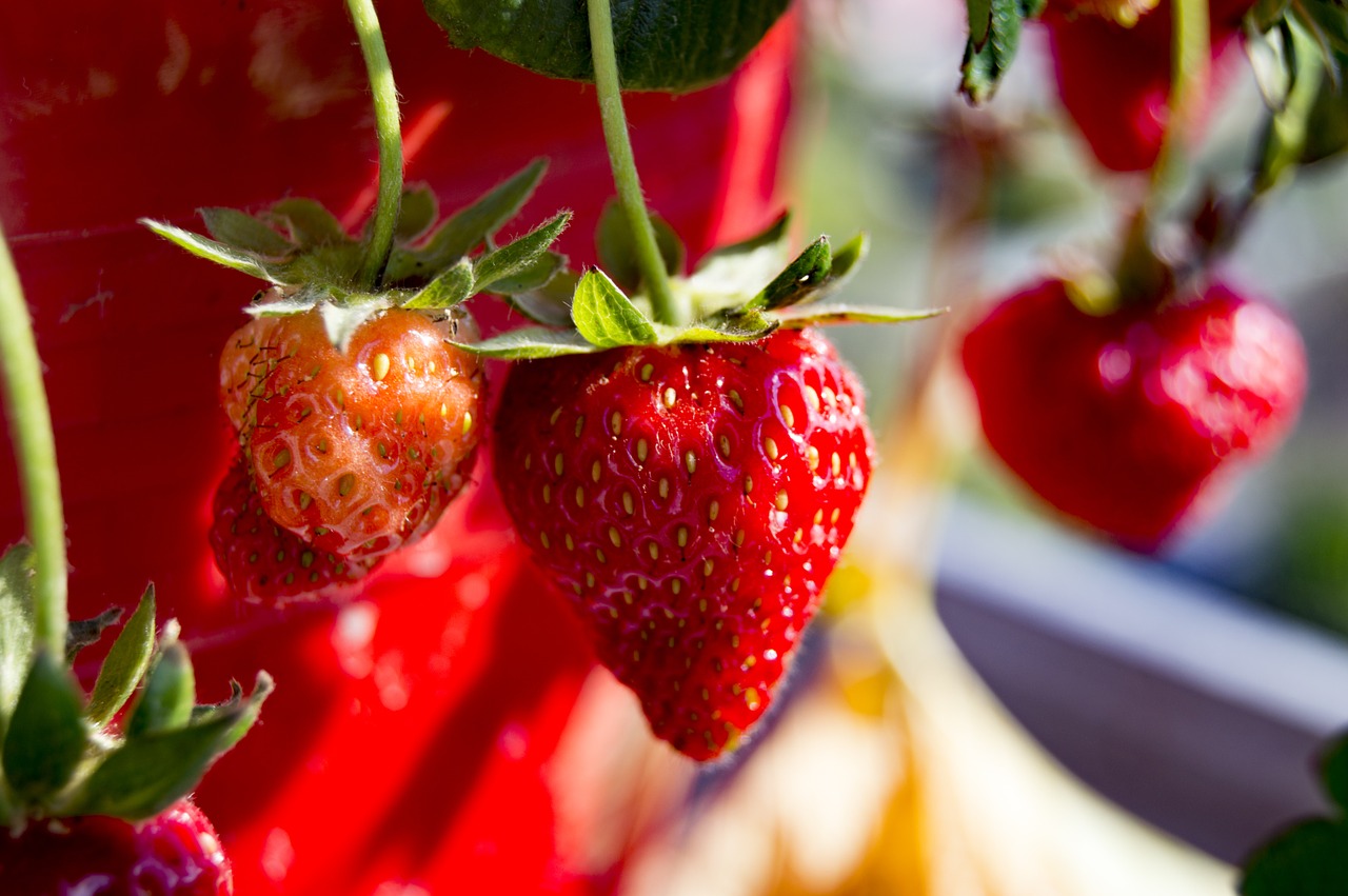 strawberry fruit berry free photo