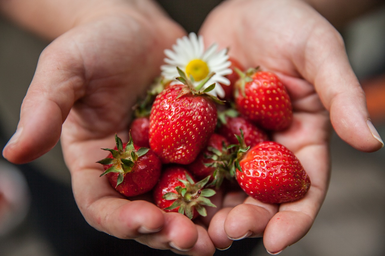 strawberry hands harvest free photo