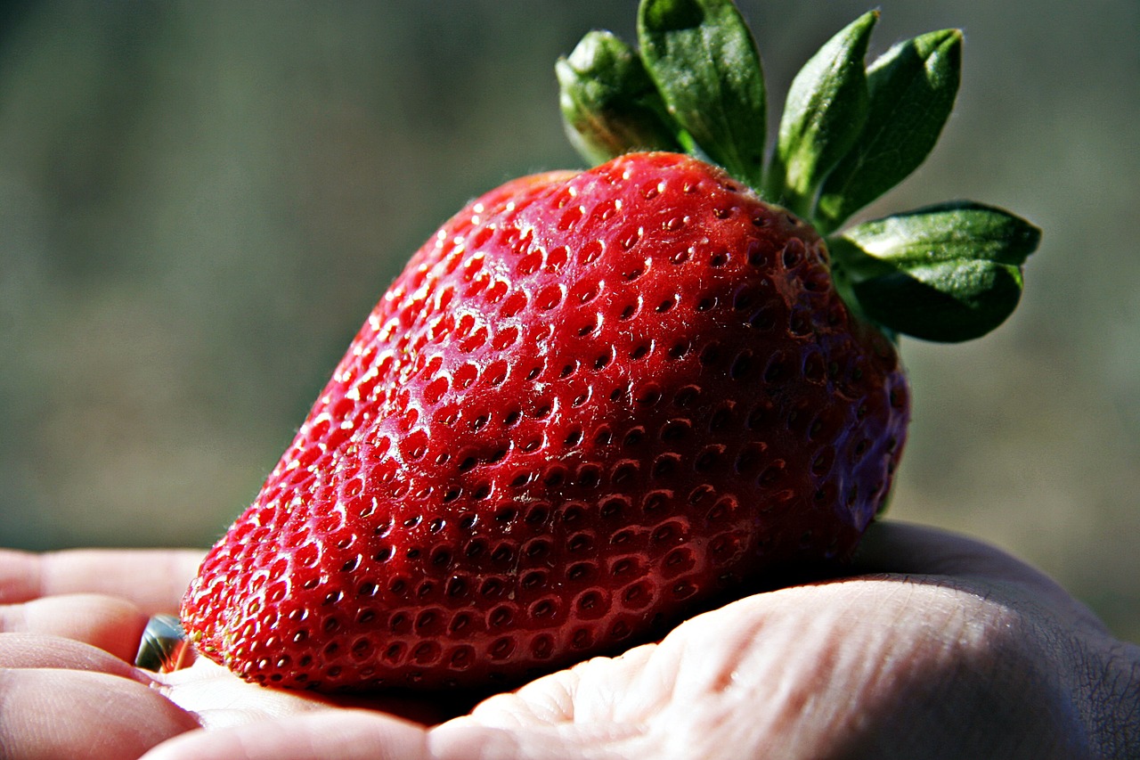 strawberry giant strawberry fruit free photo