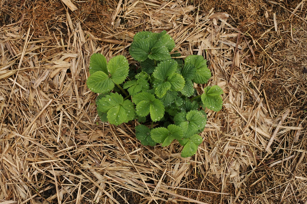 strawberry beete garden free photo