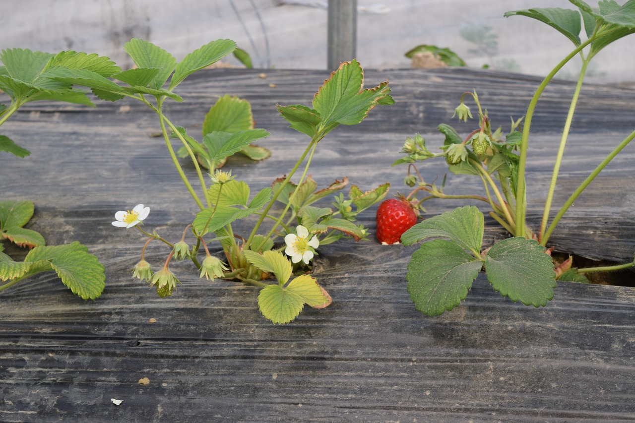 strawberry fruit countryside free photo