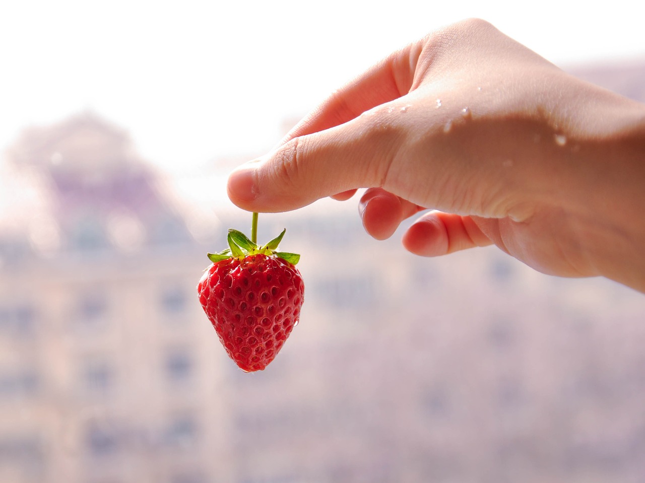 strawberry hand fruit free photo